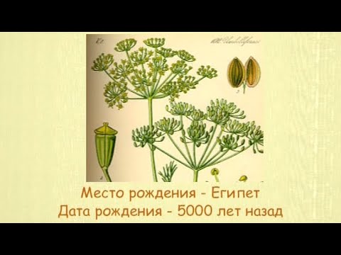 Кулинарная энциклопедия - Укроп - UC7XBjhXnmmXFsxmnys9PmDQ