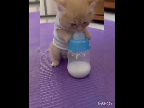 Cute cat drinking Milk.... #shorts #petlover #funny