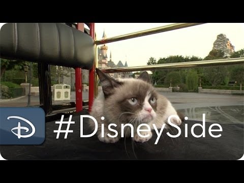 Grumpy Cat Finds Her Disney Side | Grumpy & Grumpy Cat | Disney Parks - UC1xwwLwm6WSMbUn_Tp597hQ