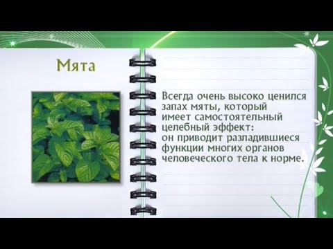 Кулинарная энциклопедия - Мята - UC7XBjhXnmmXFsxmnys9PmDQ