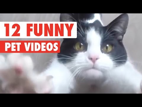 12 Funny Pet Videos Compilation 2016 - UCPIvT-zcQl2H0vabdXJGcpg