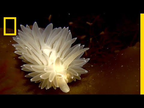 These Weird, Wondrous Animals Live Under Greenland's Ice Caps | National Geographic - UCpVm7bg6pXKo1Pr6k5kxG9A