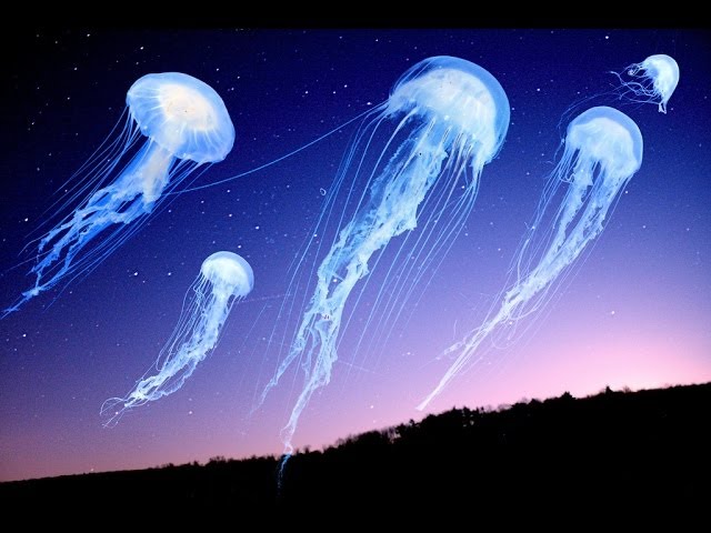 Do Jellyfish Like Techno Music?