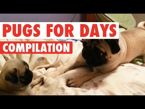 Funny Pugs For Days Video Compilation 2016 - UCPIvT-zcQl2H0vabdXJGcpg