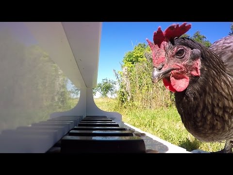 GoPro Awards: Chicken Sonata - UCqhnX4jA0A5paNd1v-zEysw