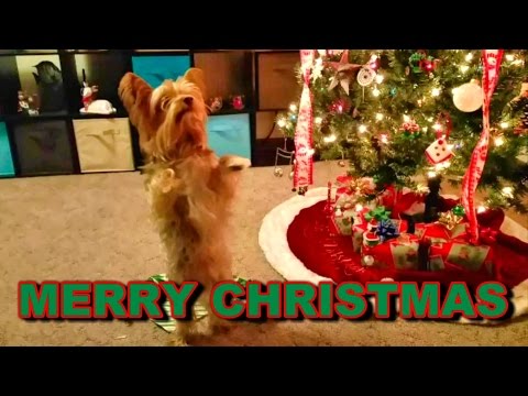 Popeye the Yorkie Dog Opens 12 Days of Christmas - TheRcSaylors - UCYWhRC3xtD_acDIZdr53huA