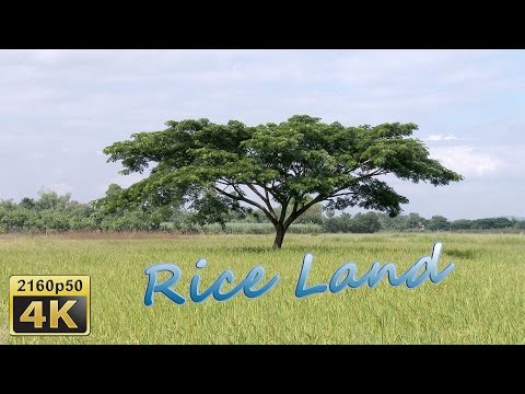 Loei, Daily Life in Isaan - Thailand 4K Travel Channel - UCqv3b5EIRz-ZqBzUeEH7BKQ