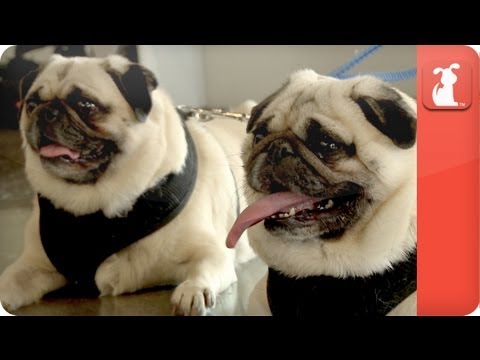 Unadoptables - Overweight Inseparable Pugs need home - UCPIvT-zcQl2H0vabdXJGcpg