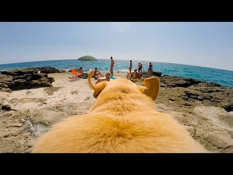 GoPro: It's Always Sunny In Walter's World - UCqhnX4jA0A5paNd1v-zEysw