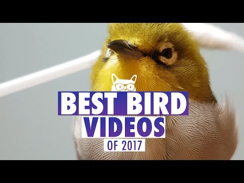 Best Bird Videos of The Year 2017 | Pets of 2017 - UCPIvT-zcQl2H0vabdXJGcpg