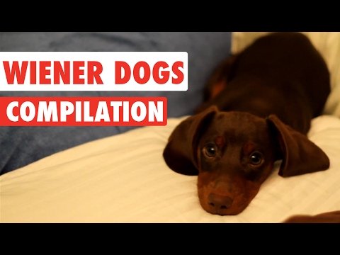 Wiener Dogs Video Compilation 2017 - UCPIvT-zcQl2H0vabdXJGcpg