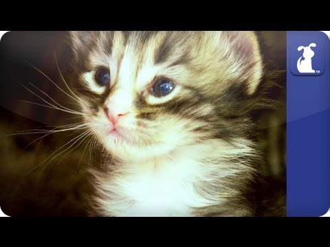 Khloe Kardashian Odom - Baby kittens in their new home - The Litter Episode 1 - UCPIvT-zcQl2H0vabdXJGcpg