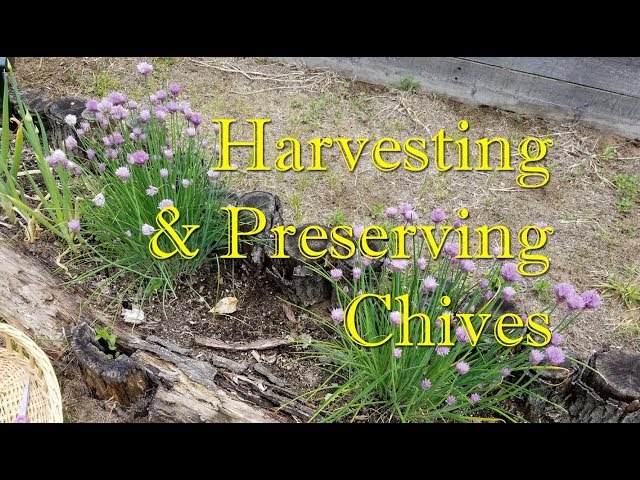 How to Preserve Chives for Later Use