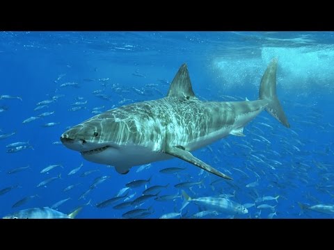 A Navy SEAL explains what to do if you're attacked by a shark - UCcyq283he07B7_KUX07mmtA