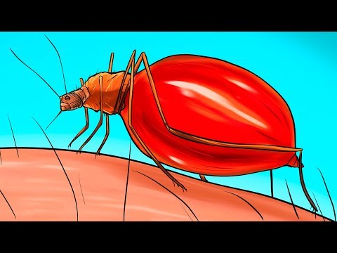 What Happens to Your Body When a Mosquito Bites You - UC4rlAVgAK0SGk-yTfe48Qpw