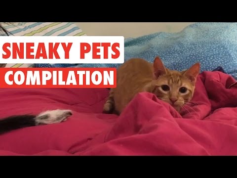 Sneaky Pets Video Compilation 2017 - UCPIvT-zcQl2H0vabdXJGcpg