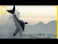 Ce grand requin blanc attaque une otarie enceinte
