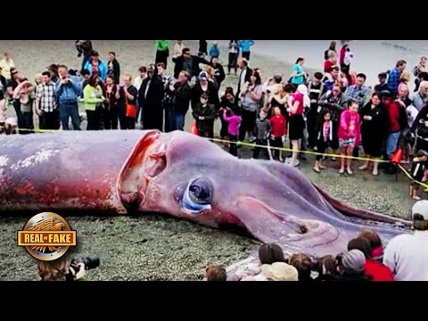 GIANT SQUID WASHES UP ON BEACH NZ - UCrp8aFu6VjkZAY9Hhj6IrXA