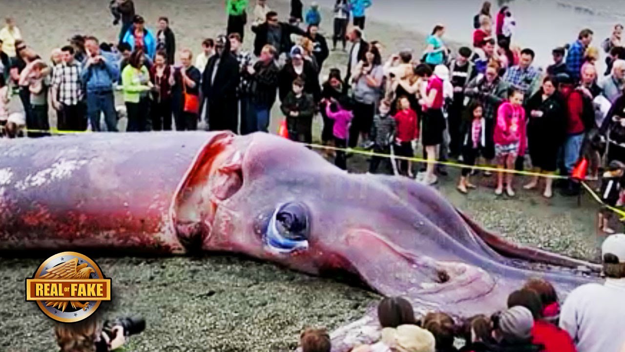 Colossal Squid Washed Up On Shore