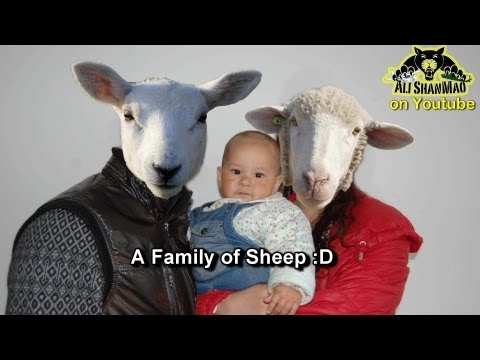 A family of Sheep -- Ask Arish - UCsFctXdFnbeoKpLefdEloEQ