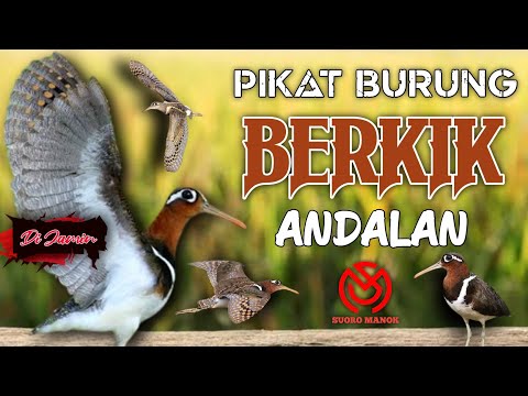 SUARA PIKAT BURUNG BERKIK/PEKUNG/BURCET  ANDALAN. The Sound Of Birds And Views Of Rice Field Animals