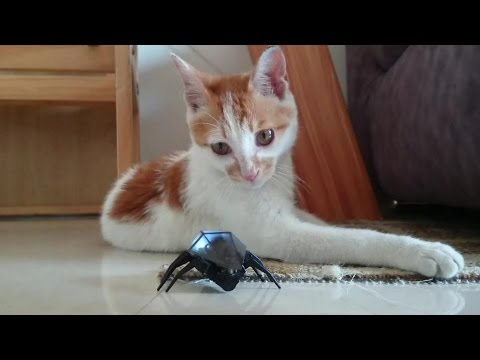 RC Bug Vs Cat - UCsFctXdFnbeoKpLefdEloEQ