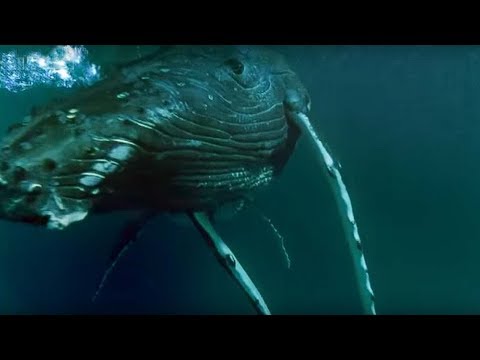 Whales hunting krill - Planet Earth - BBC - UCwmZiChSryoWQCZMIQezgTg