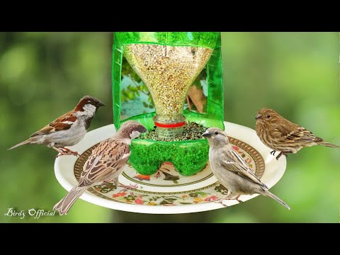 How To Make A Bird Feeder | DIY Homemade Plastic Bottle Bird Feeder - UCAklOK6vEF9OhHkMzZeqbNg