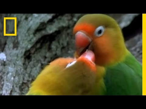 Birds of Paradise - Lovebirds | National Geographic - UCpVm7bg6pXKo1Pr6k5kxG9A