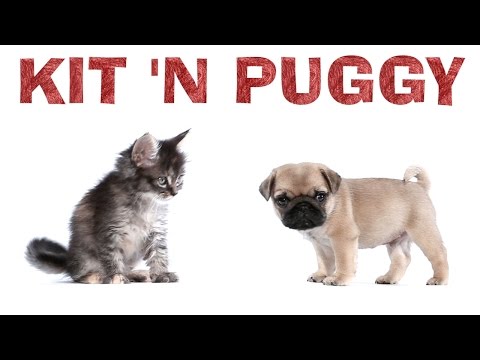 Ariana Grande - Kit 'N Puggy - UCPIvT-zcQl2H0vabdXJGcpg