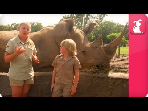 Bindi & Robert Irwin feature - Rhinoceros (Kei) - Growing Up Wild - UCPIvT-zcQl2H0vabdXJGcpg