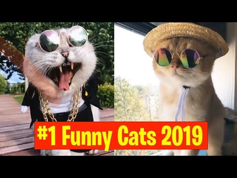 Funny And Cute Cats - Funniest Cats Compilation #1 March 2019