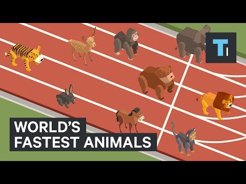 These are the world's fastest animals - UCVLZmDKeT-mV4H3ToYXIFYg