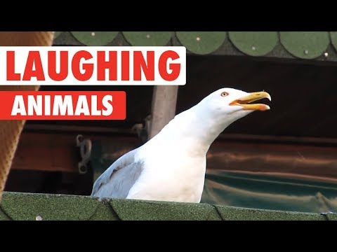 Laughing Animals Compilation - UCPIvT-zcQl2H0vabdXJGcpg