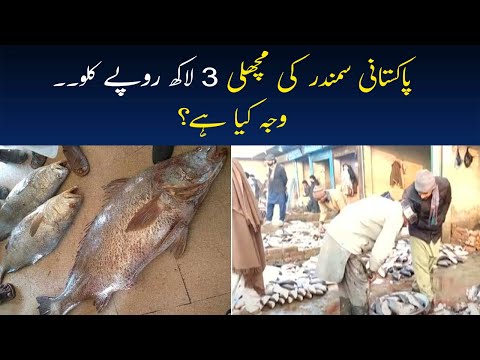 Sowa Fish In Pakistan