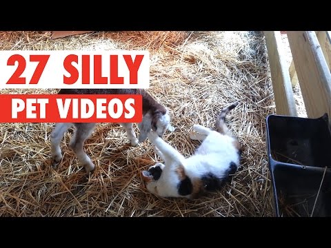 27 Silly Pet Videos Compilation 2016 - UCPIvT-zcQl2H0vabdXJGcpg