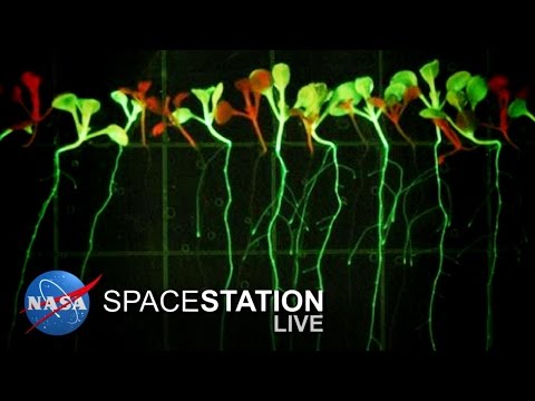Space Station Live: Cultivating Plant Growth in Space - UCmheCYT4HlbFi943lpH009Q