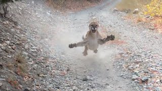 ORIGINAL - Cougar Attack in Utah | Mountain Lion Stalks Me For 6 Minutes!