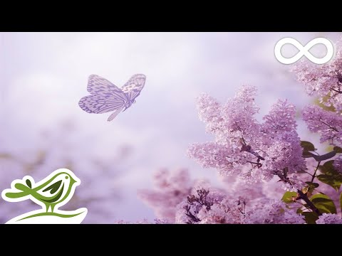 Relaxing Piano Music: Romantic Music, Beautiful Music, Soothing Sleep Music, Relaxing Music ★89 - UCjzHeG1KWoonmf9d5KBvSiw