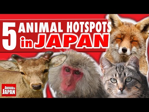 5 Must See Japanese Animal Hotspots - UCHL9bfHTxCMi-7vfxQ-AYtg