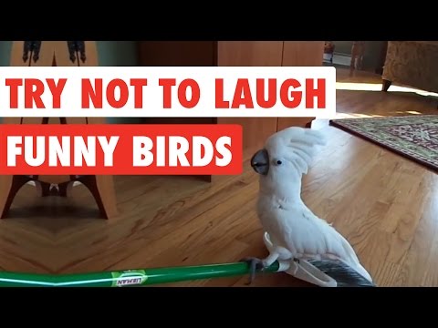 Try Not To Laugh | Funny Birds Video Compilation 2017 - UCPIvT-zcQl2H0vabdXJGcpg