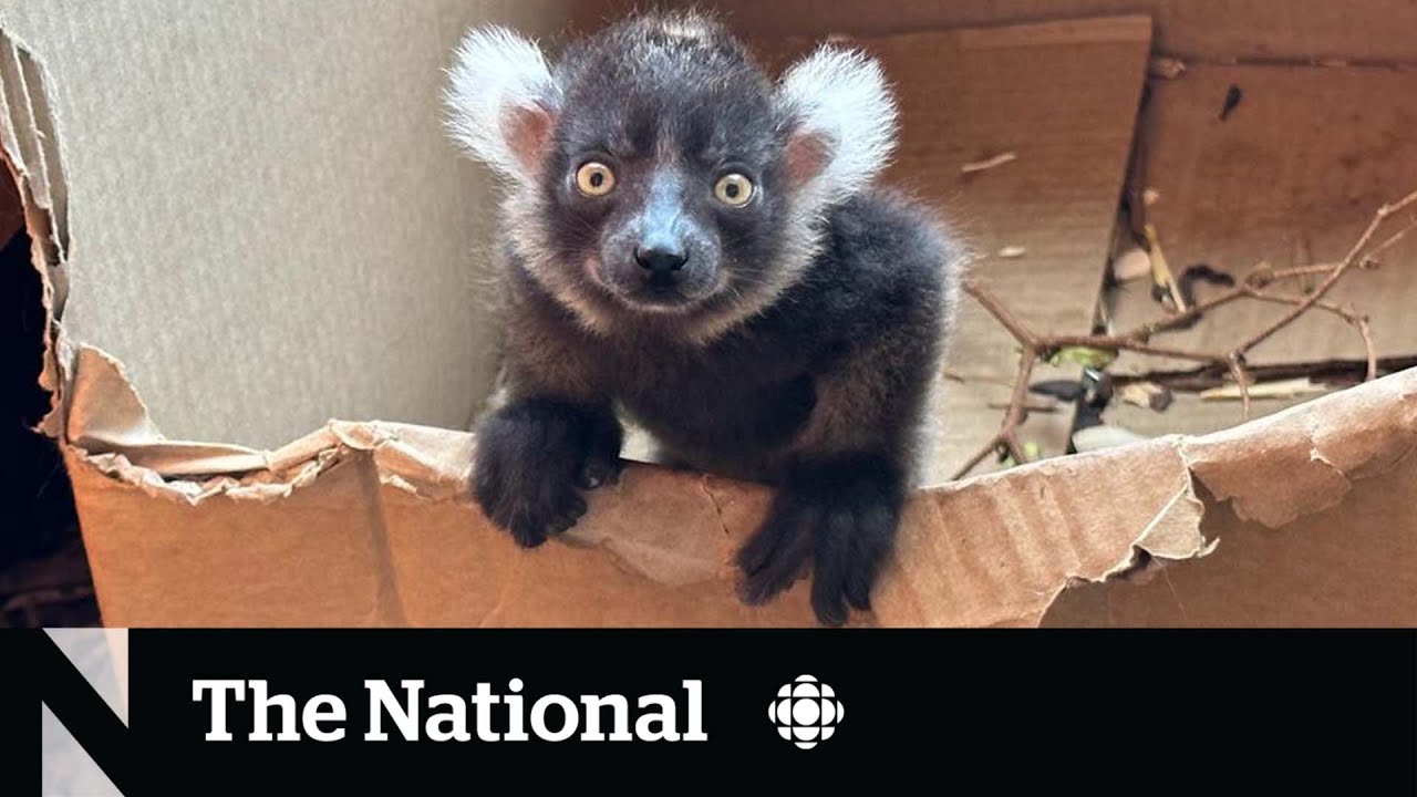 #TheMoment endangered baby lemur born at Calgary Zoo