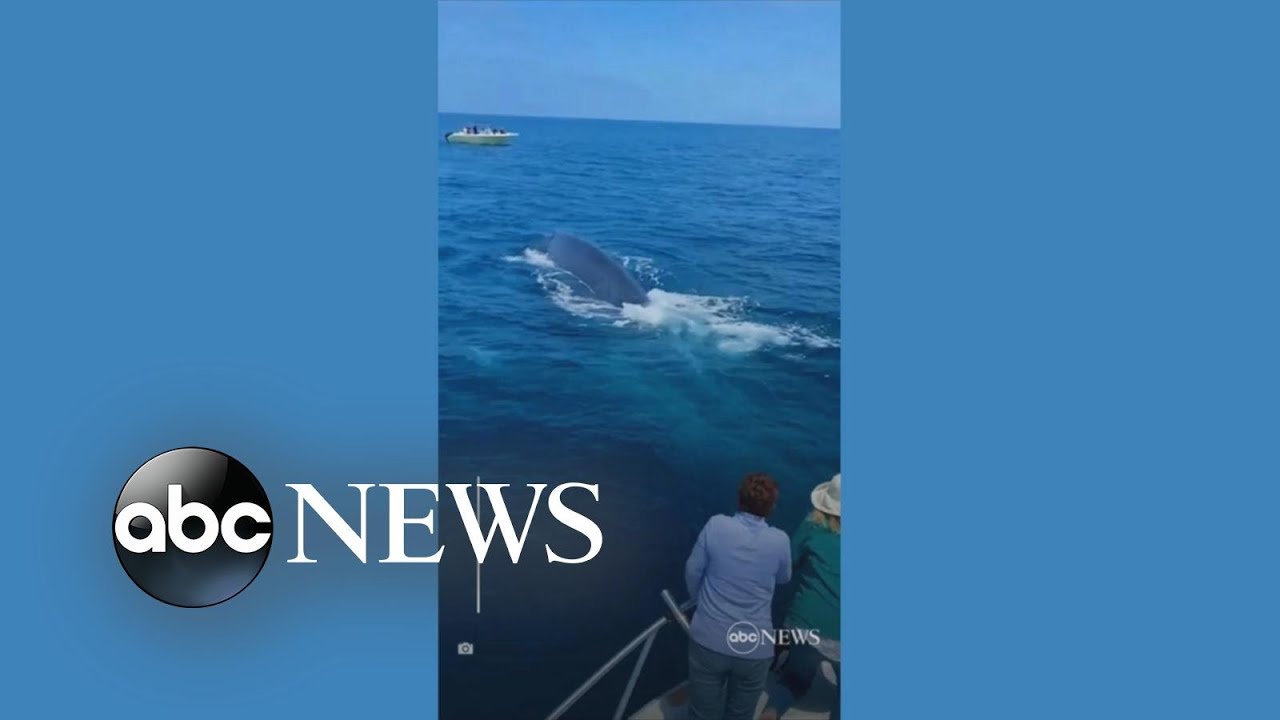 Lucky whale watchers treated to a show off California coast | ABC News
