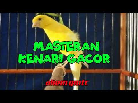Masteran kenari gacor speed lambat