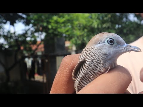 CARA JITU PILIH PERKUTUT IRAMA BERKUALITAS