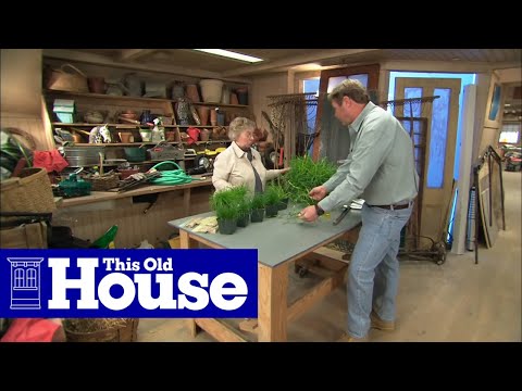 How to Choose Grass Seed - This Old House - UCUtWNBWbFL9We-cdXkiAuJA