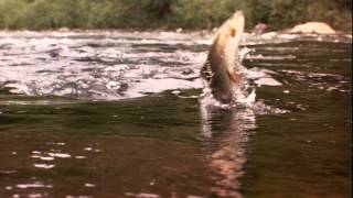 A River Runs Through It - Trailer