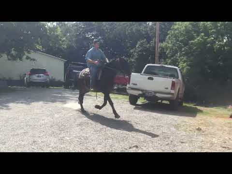 88 – brauner Standardbred-Wallach, gebrandmarkt, 15,2H, 1450 $