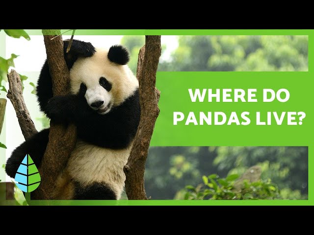 Where Does A Panda Bear Live? - To Get Ideas