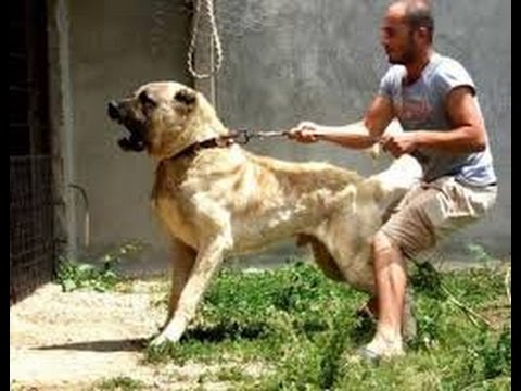 Dog Attacks a Man for Kicking its Friend!!! - UCI-mqa072aPsYSijI3pzxzw